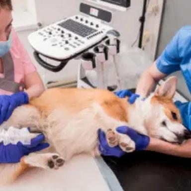 Electro Surgery and Cautery