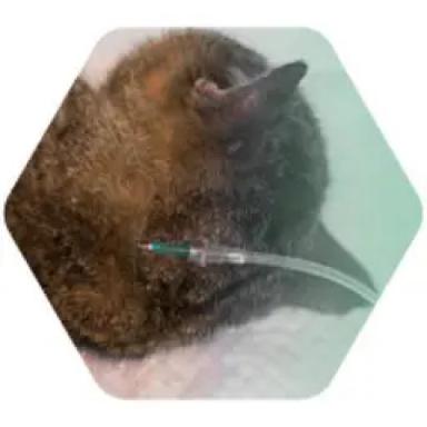 Subcutaneous Administration