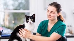 "Cat Care Concierge: Expert Veterinary Services for Your Feline