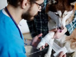 Small Animal Clinical Excellence