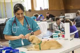 All-in-One Veterinary Professional Program